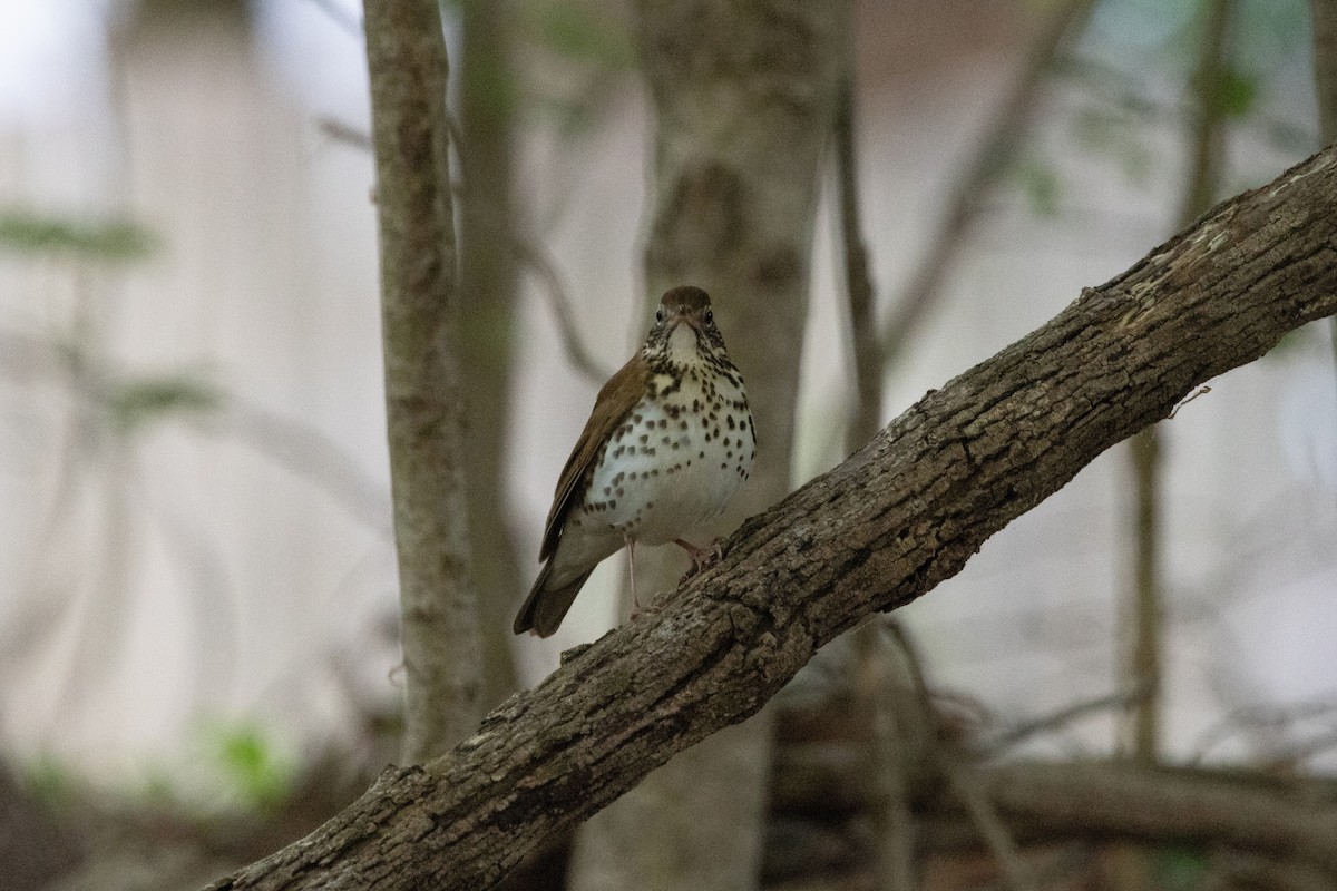 Wood Thrush - ML655505235