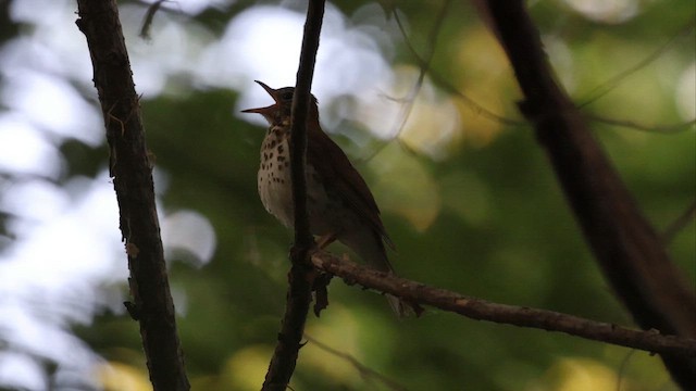 Wood Thrush - ML655505361