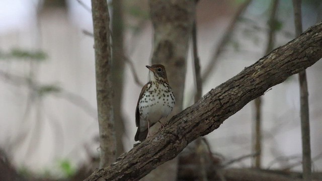 Wood Thrush - ML655505365