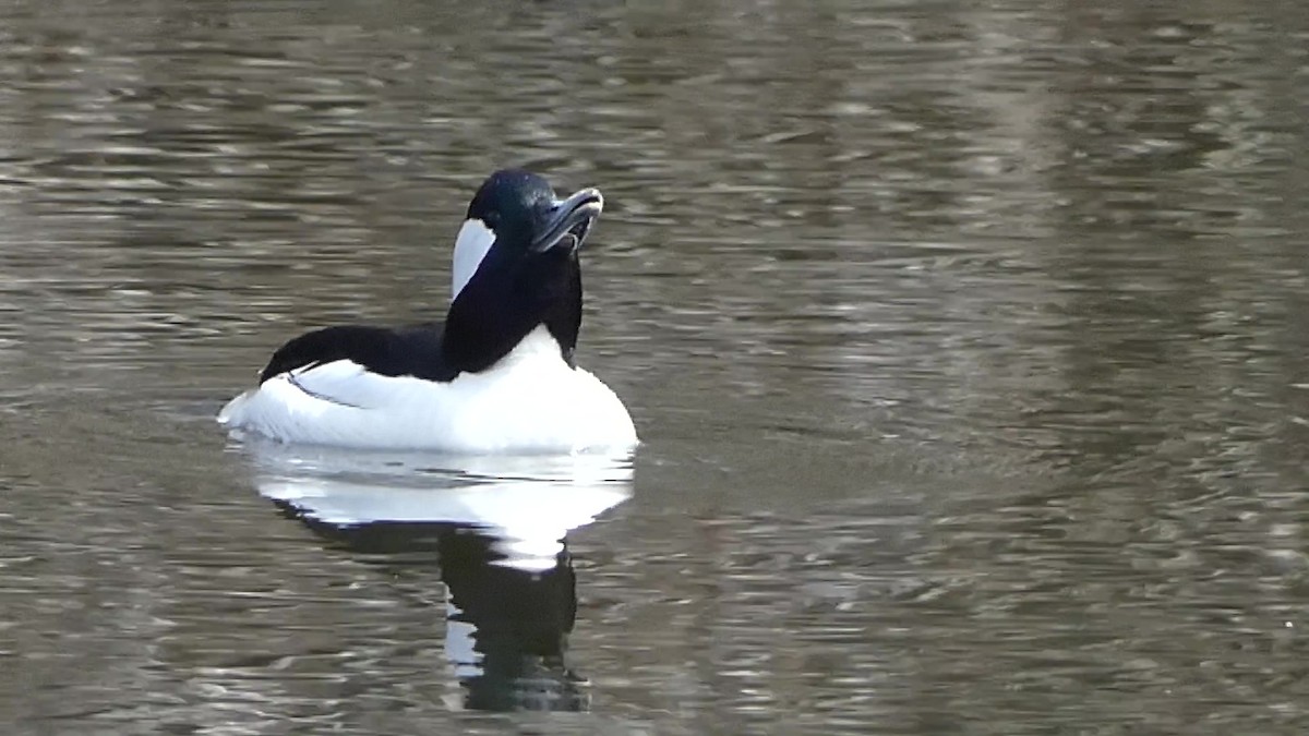eBird Checklist - 21 Apr 2026 - Grey Rocks Conservation Area, Hebron ...