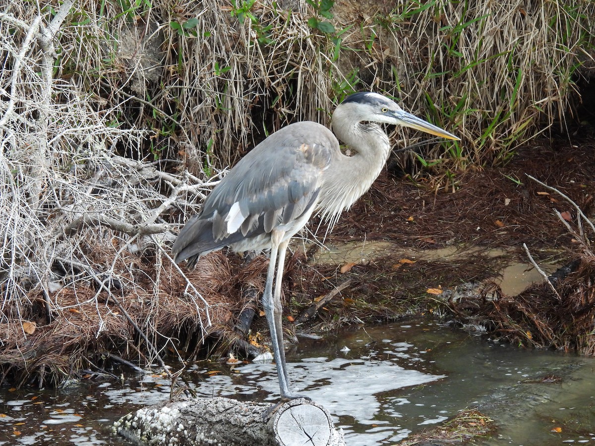 Great Blue Heron - ML655506244