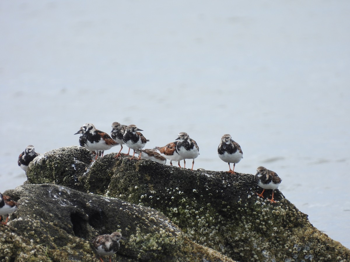 Ruddy Turnstone - ML655506292