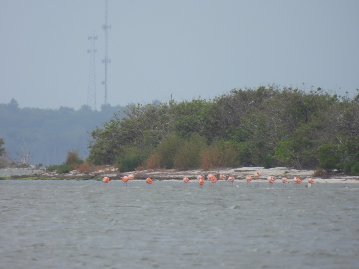 American Flamingo - ML655506302
