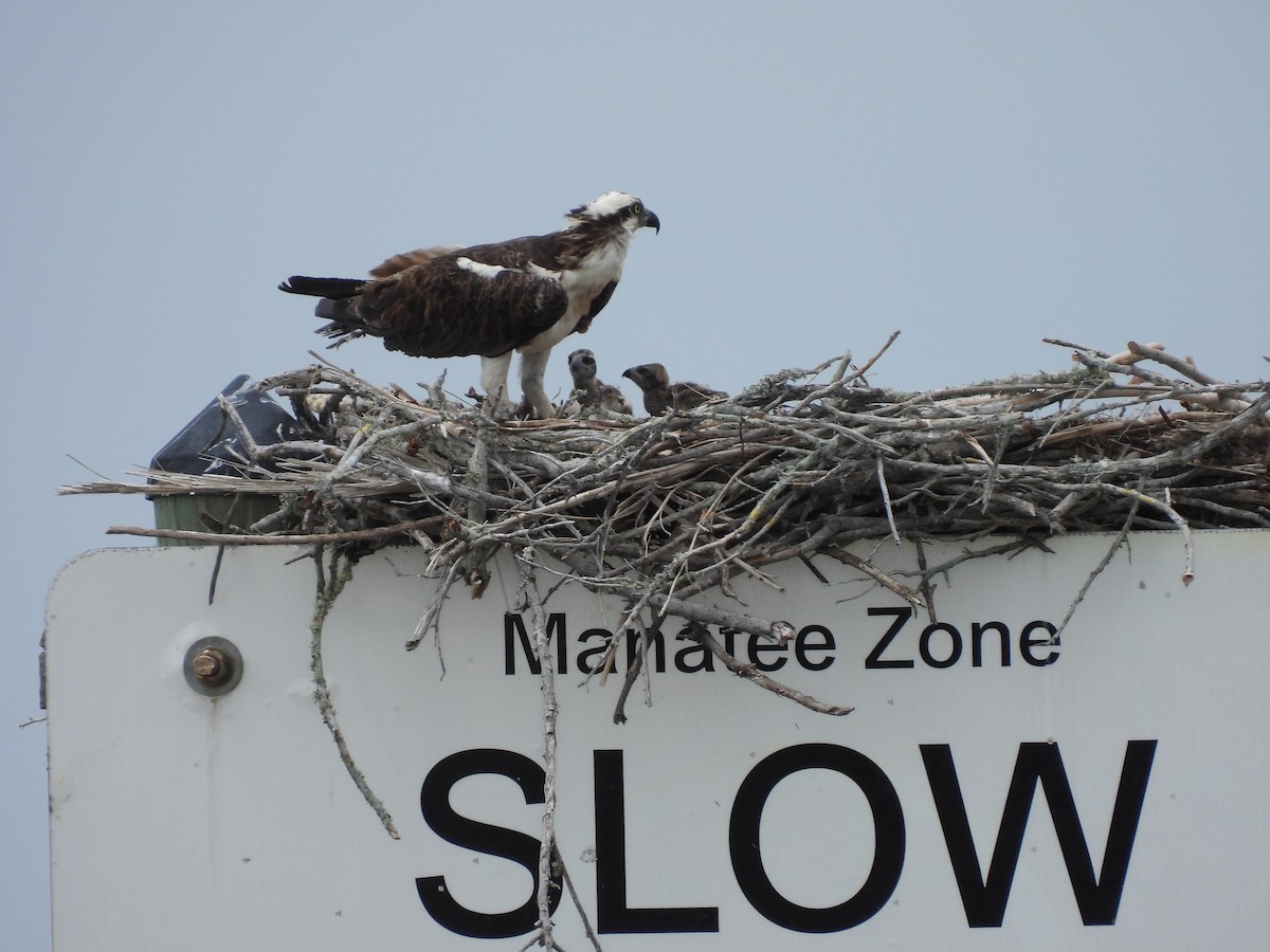 Osprey - ML655506310