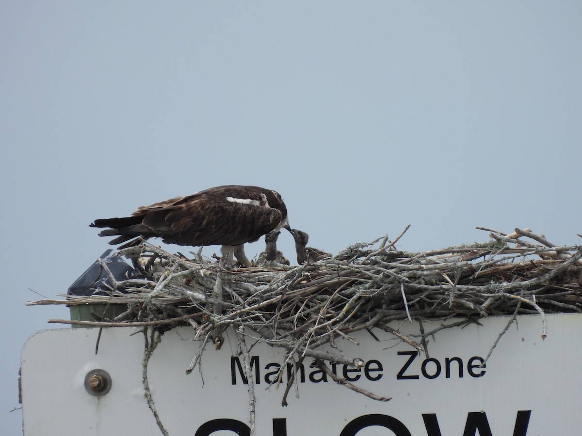 Osprey - ML655506311