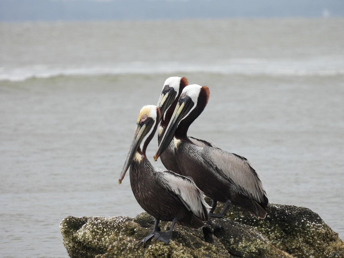 Brown Pelican - ML655506327