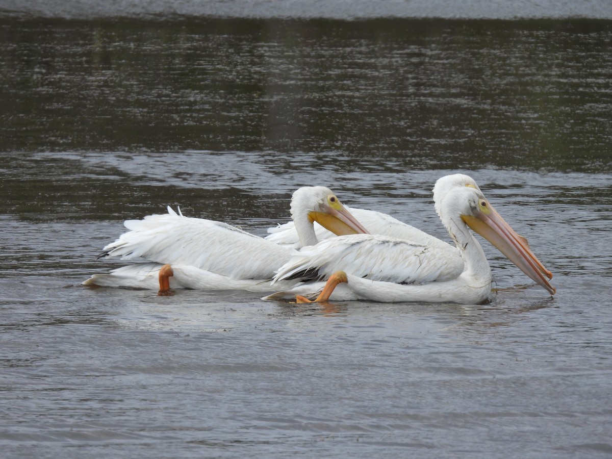 American White Pelican - ML655506360