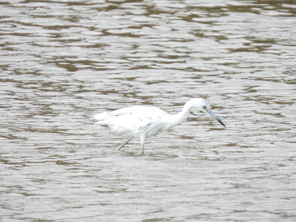 Little Blue Heron - ML655506375