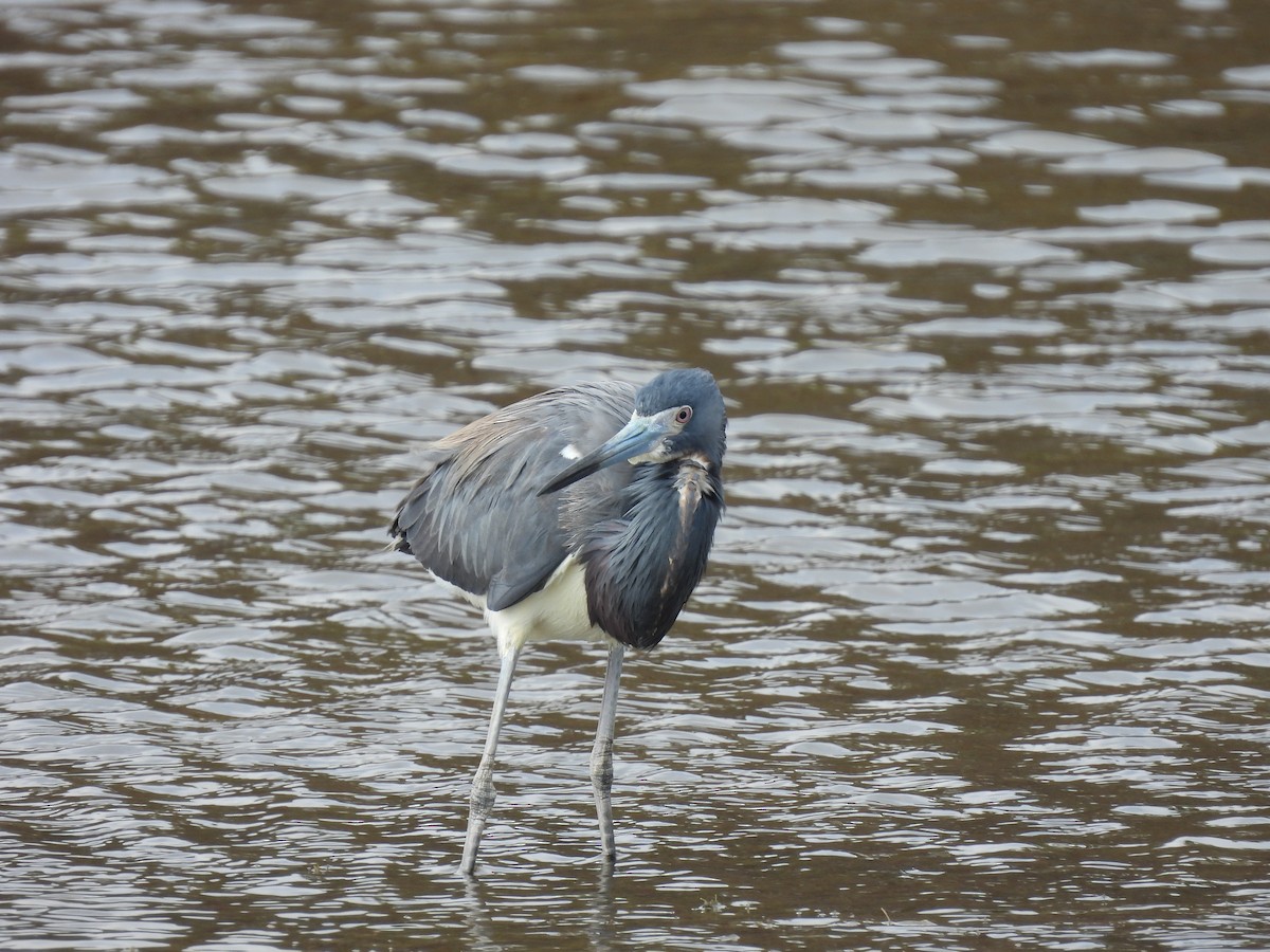 Tricolored Heron - ML655506386