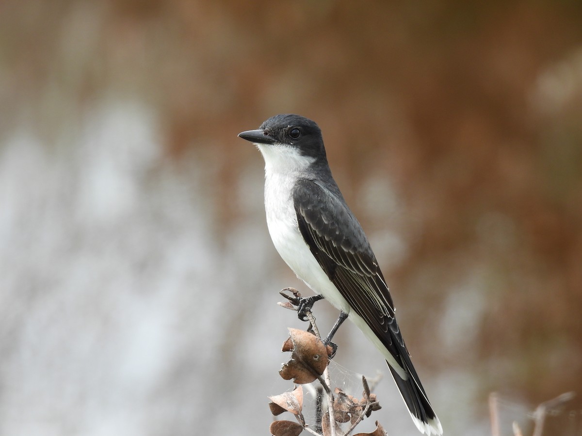 Eastern Kingbird - ML655506395