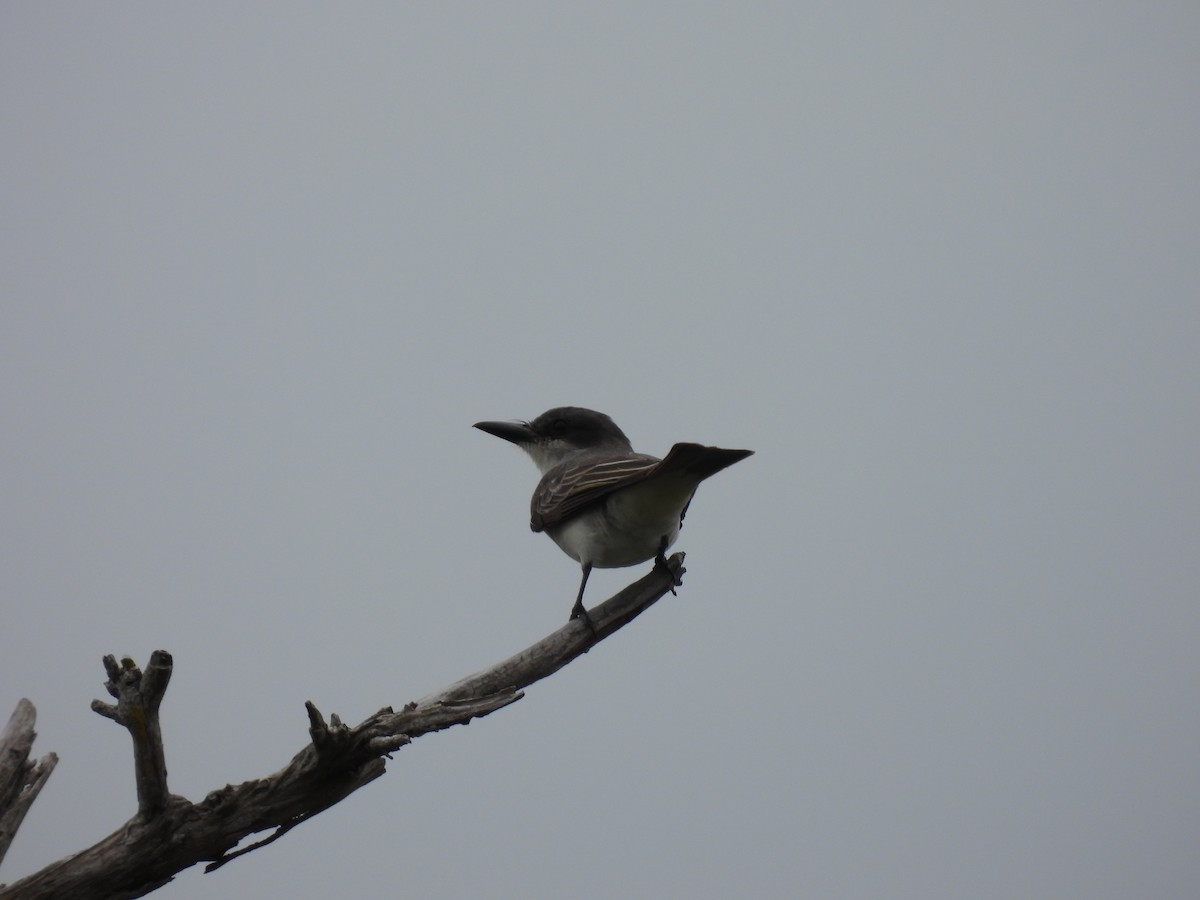 Gray Kingbird - ML655506398