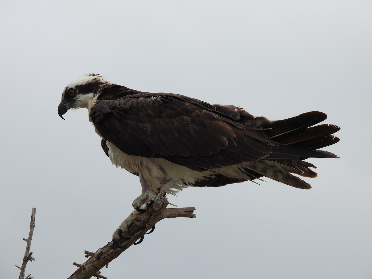 Osprey - ML655506405