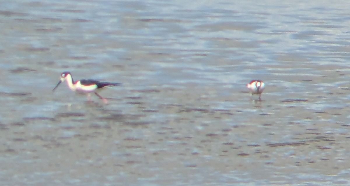 Black-necked Stilt - ML655506452