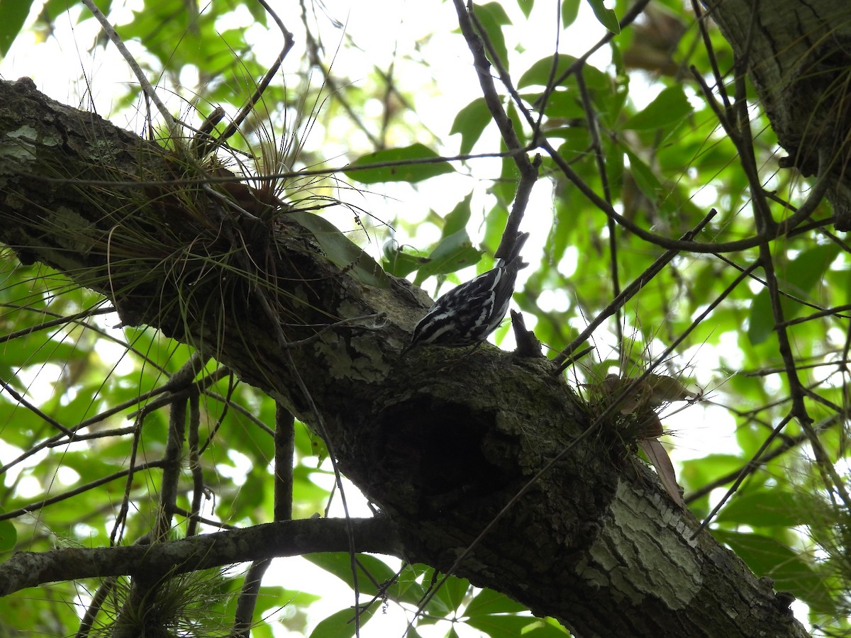 Black-and-white Warbler - ML655506495