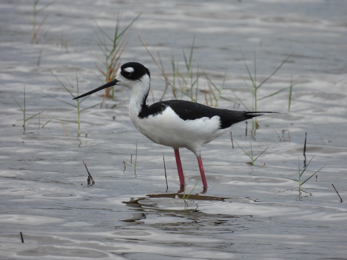 Black-necked Stilt - ML655506538
