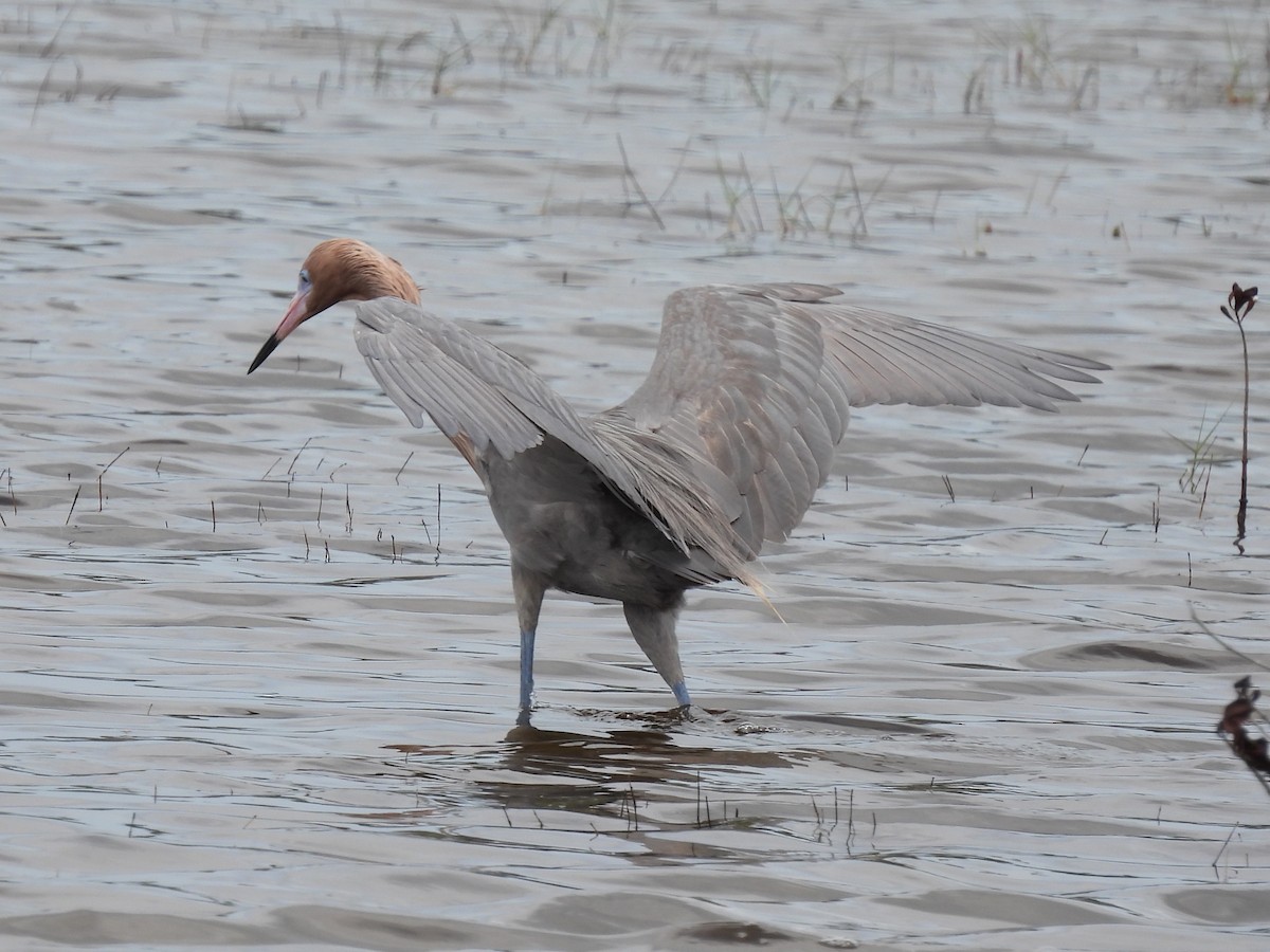Reddish Egret - ML655506550