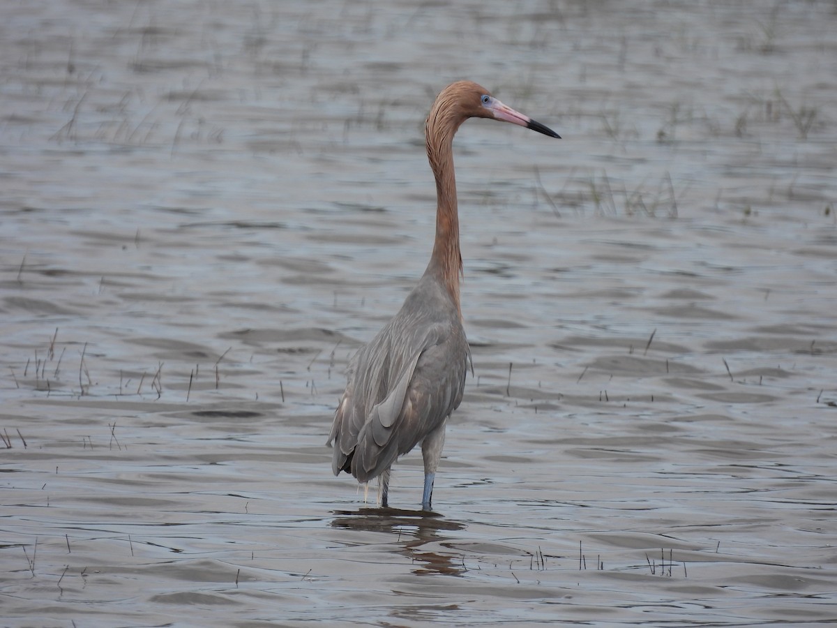 Reddish Egret - ML655506551