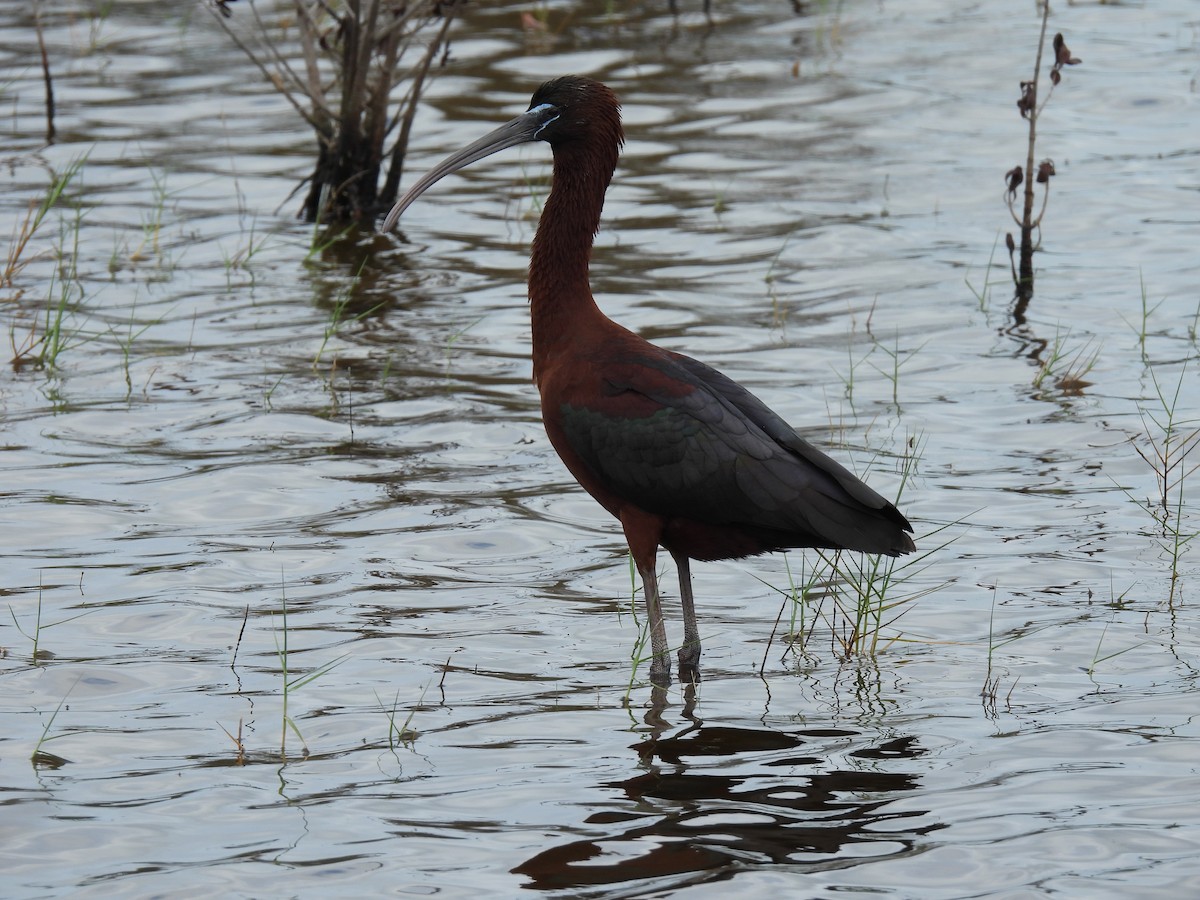Glossy Ibis - ML655506555