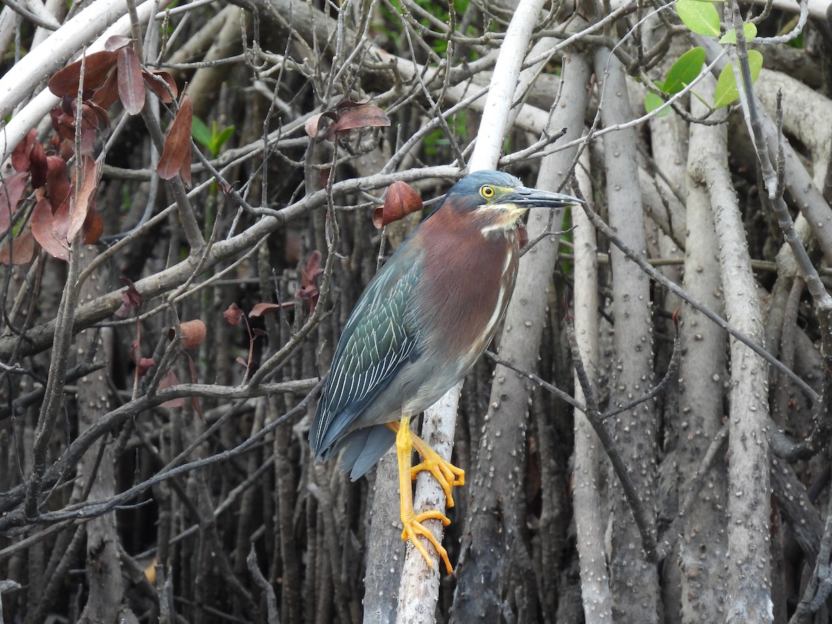 Green Heron - ML655506558