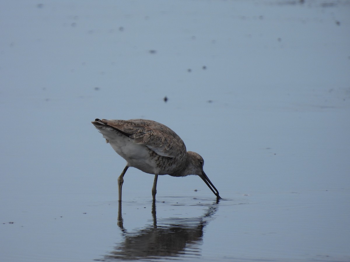 Willet - ML655506614