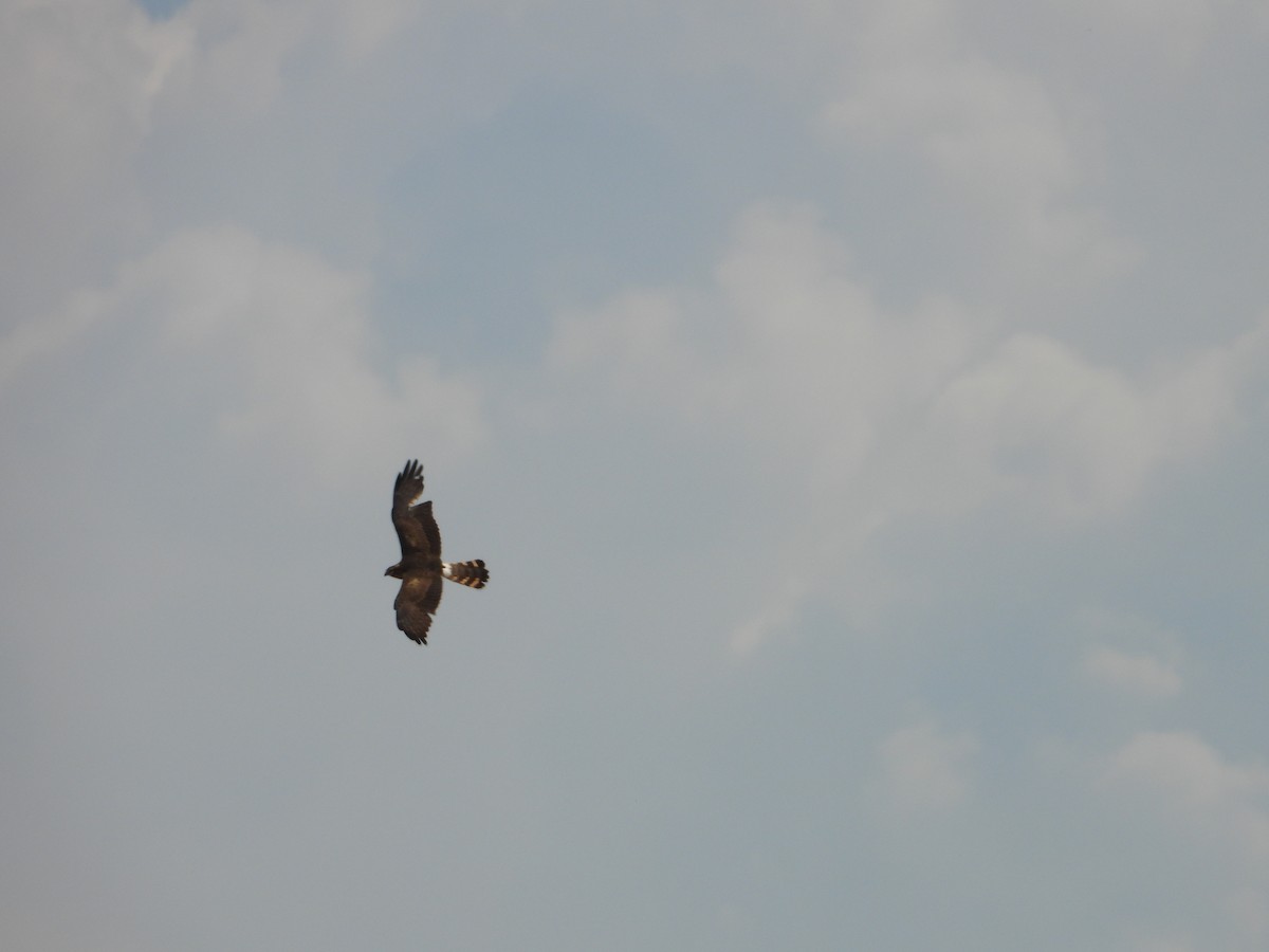 Montagu's Harrier - ML655507504