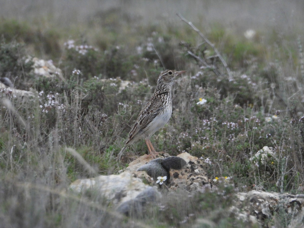 Dupont's Lark - ML655507524