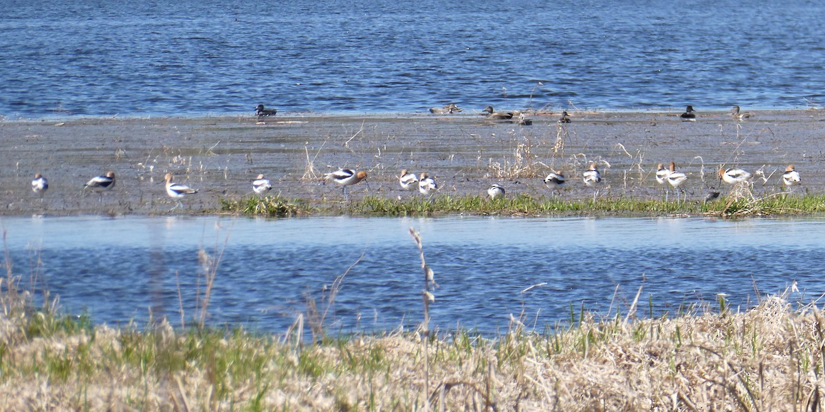 eBird Checklist - 21 Apr 2026 - Hope Marsh - 45 species