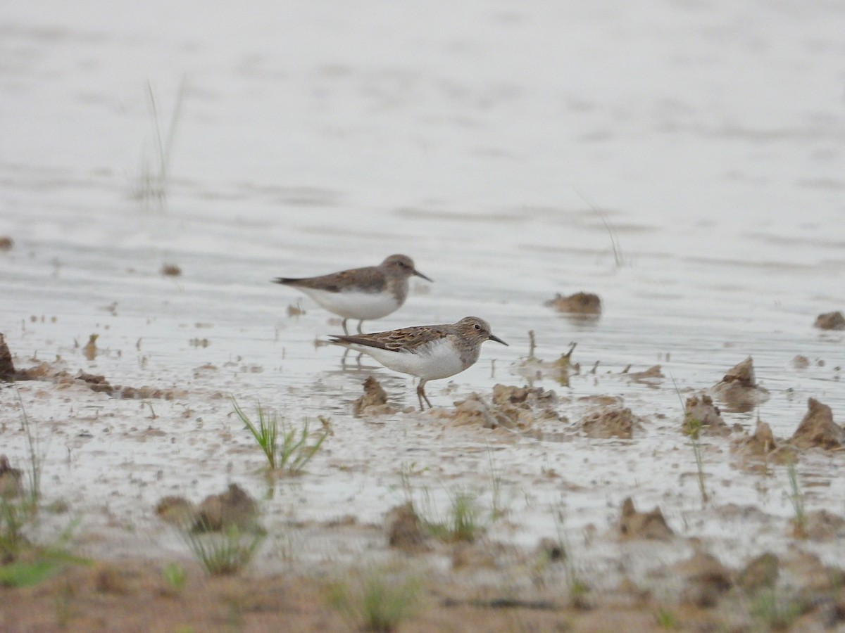 Temminck's Stint - ML655507609