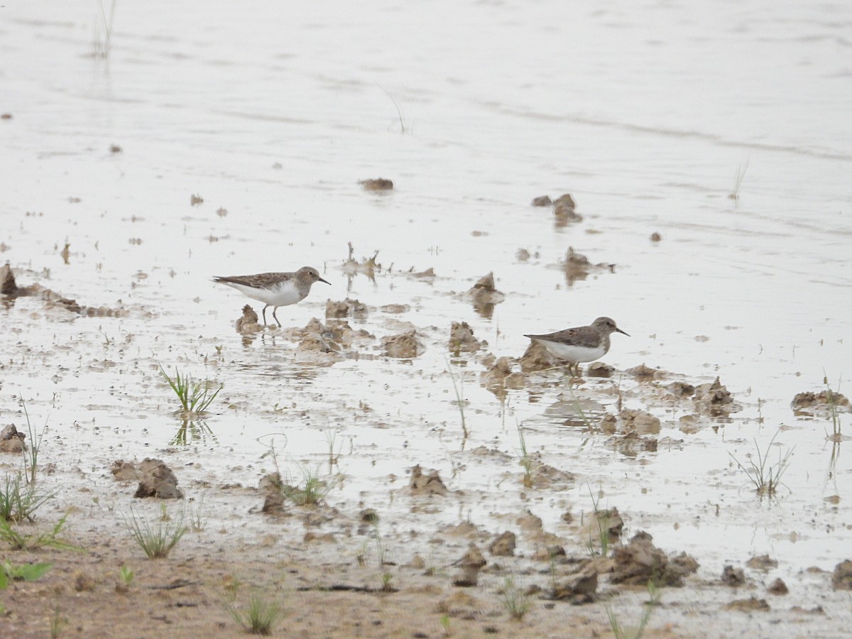 Temminck's Stint - ML655507611