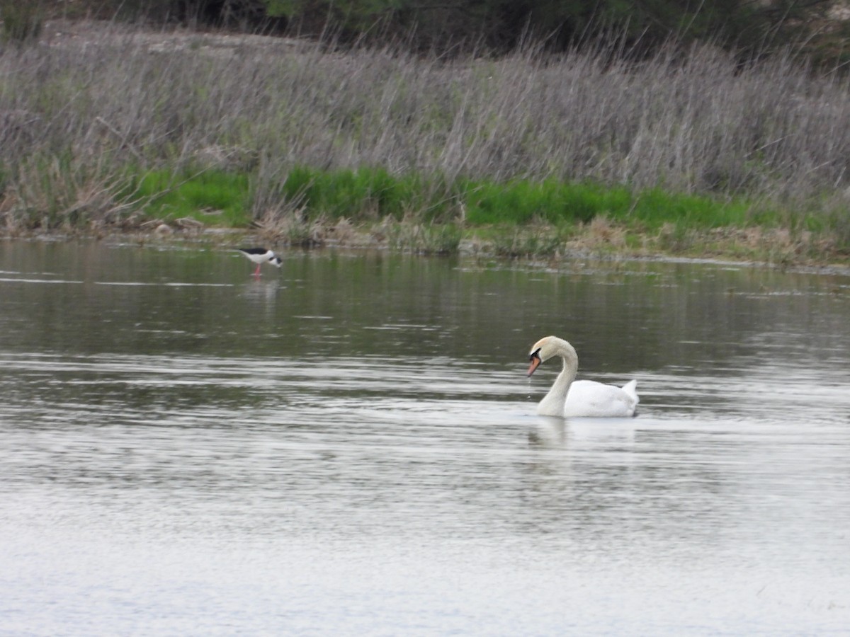 Mute Swan - ML655507717