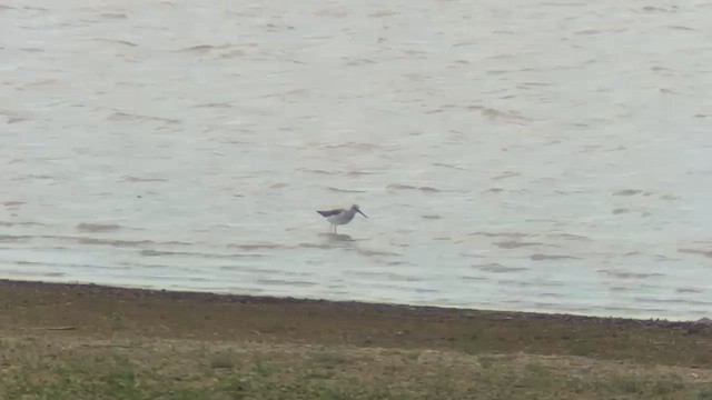 Common Greenshank - ML655508520