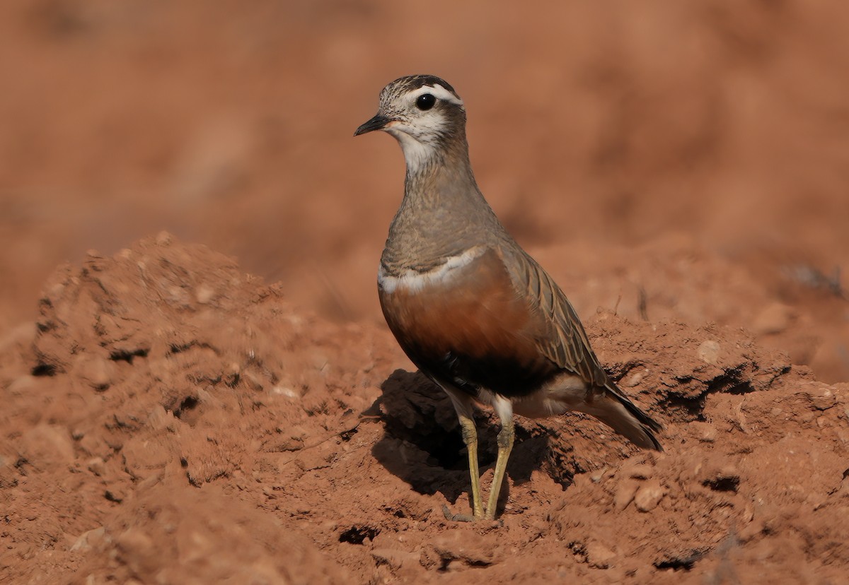 Eurasian Dotterel - ML655509117