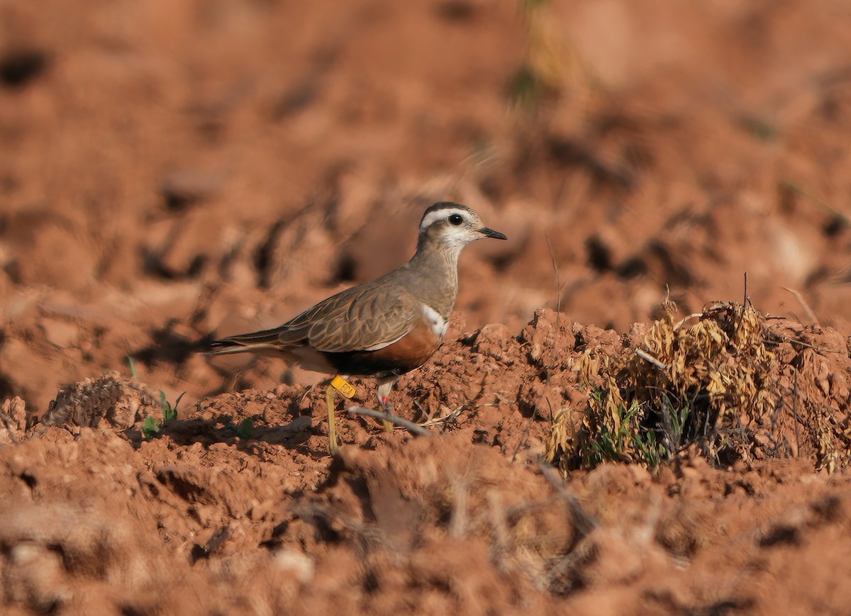 Eurasian Dotterel - ML655509145