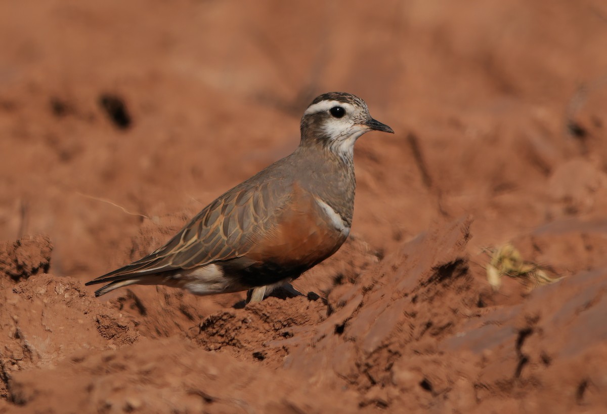 Eurasian Dotterel - ML655509146