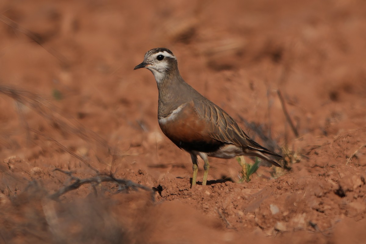 Eurasian Dotterel - ML655509148