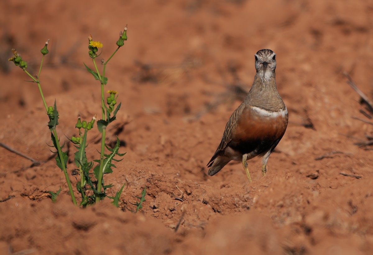 Eurasian Dotterel - ML655509150