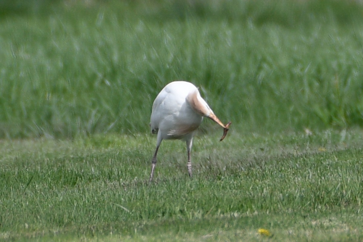 Western Cattle-Egret - ML655509309