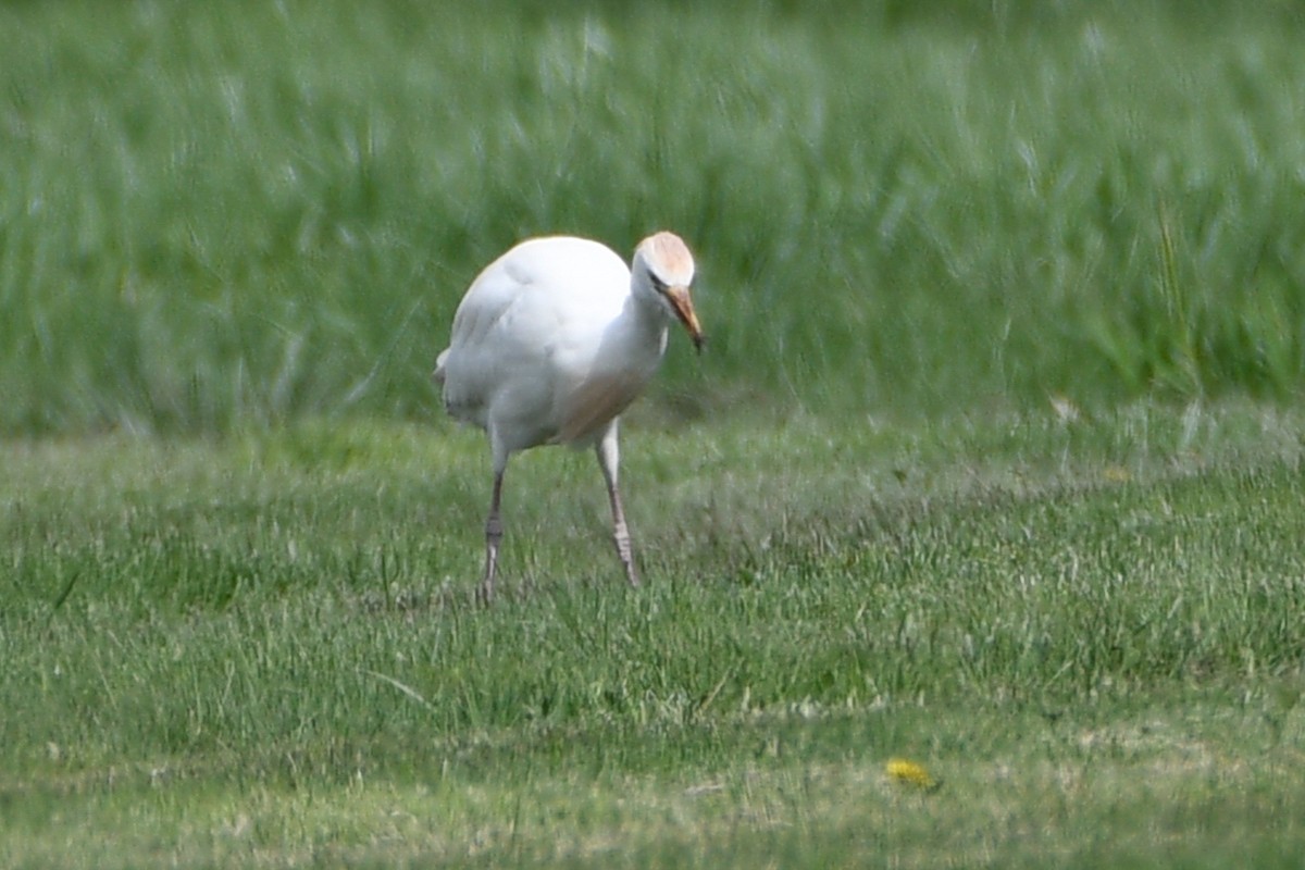 Western Cattle-Egret - ML655509332