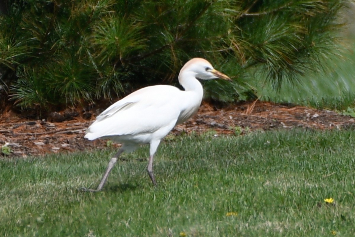Western Cattle-Egret - ML655509356