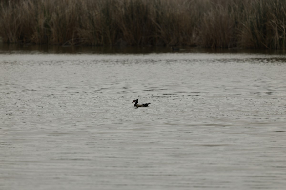 Orman Ördeği - ML655509669