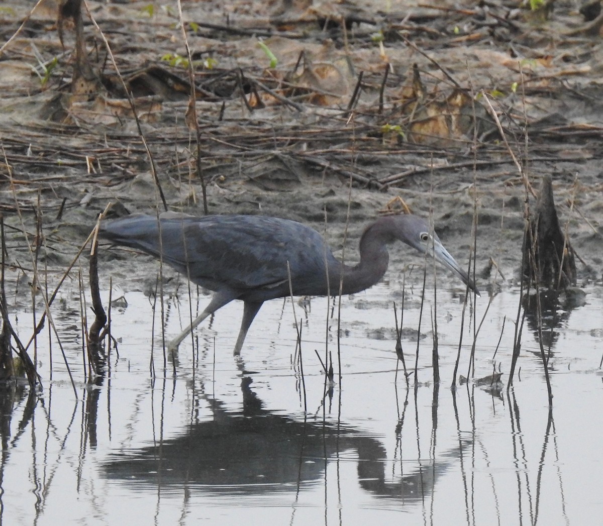 Little Blue Heron - ML65550971