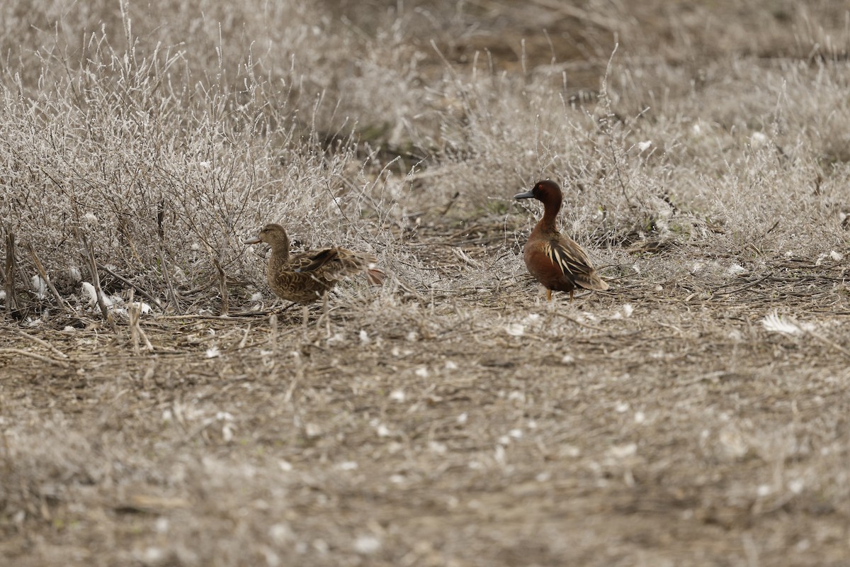 Kızıl Ördek - ML655509730