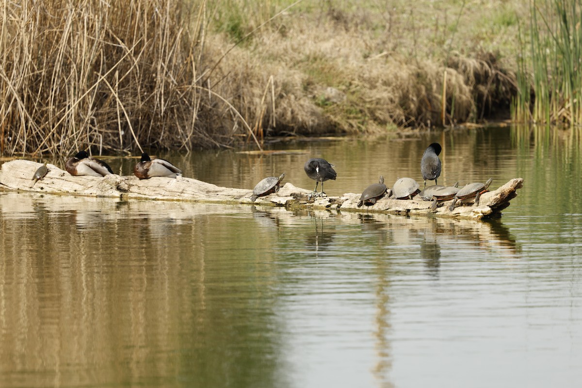 Amerika Mekesi - ML655509797