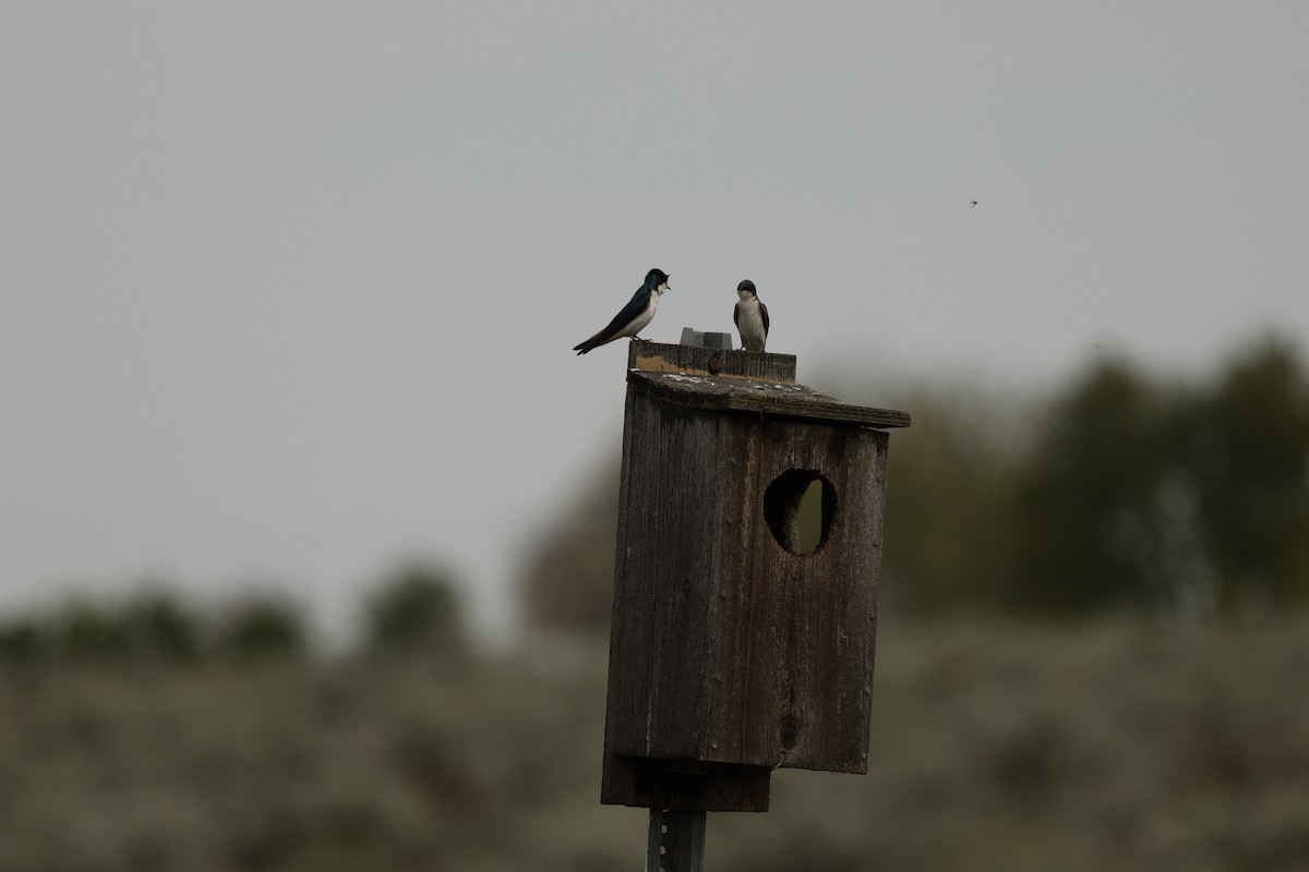 Ağaç Kırlangıcı - ML655509837