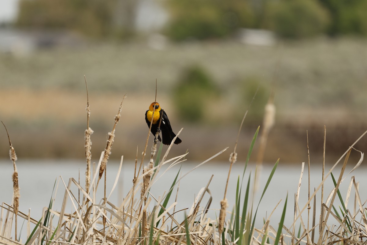 Sarı Başlı Karatavuk - ML655509893