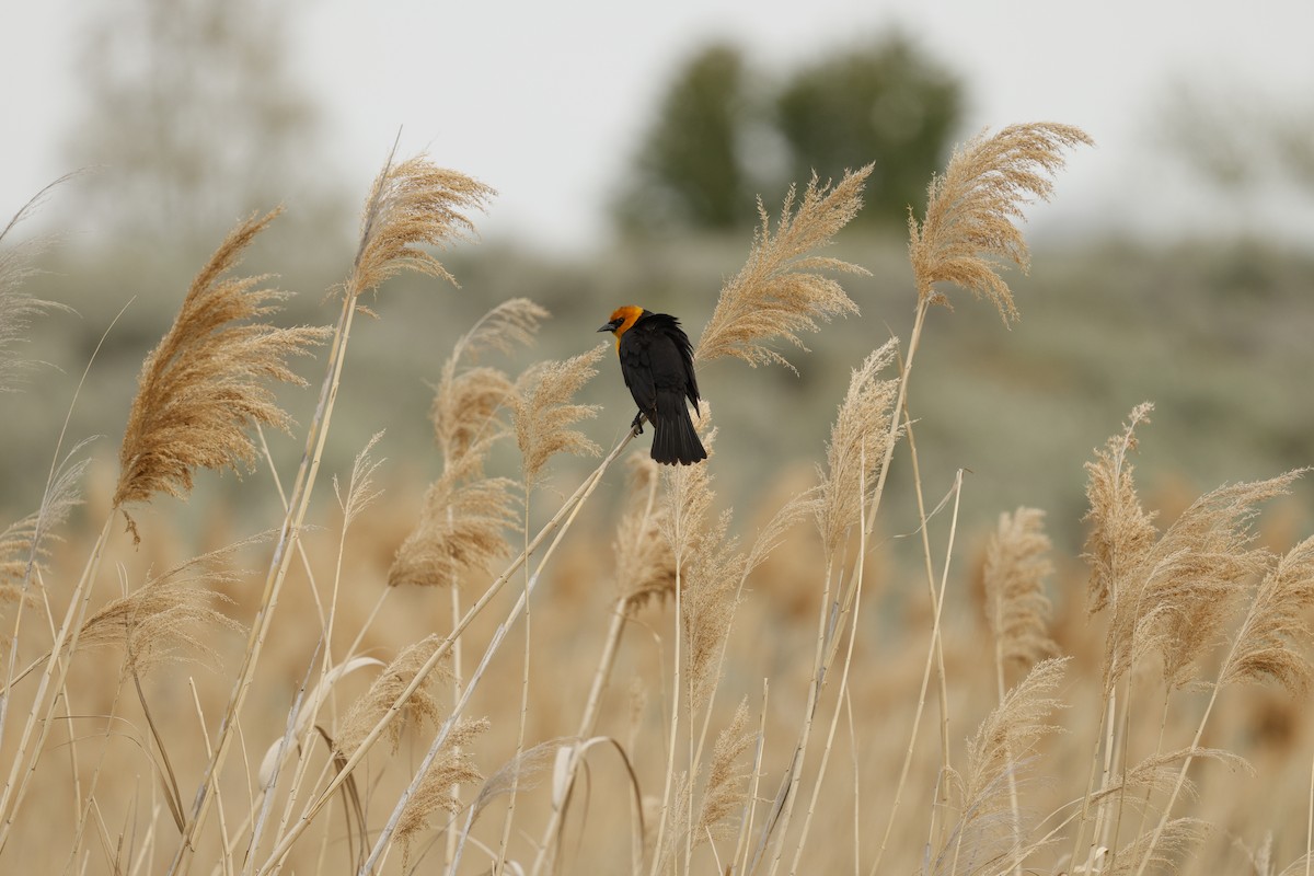 Sarı Başlı Karatavuk - ML655509894