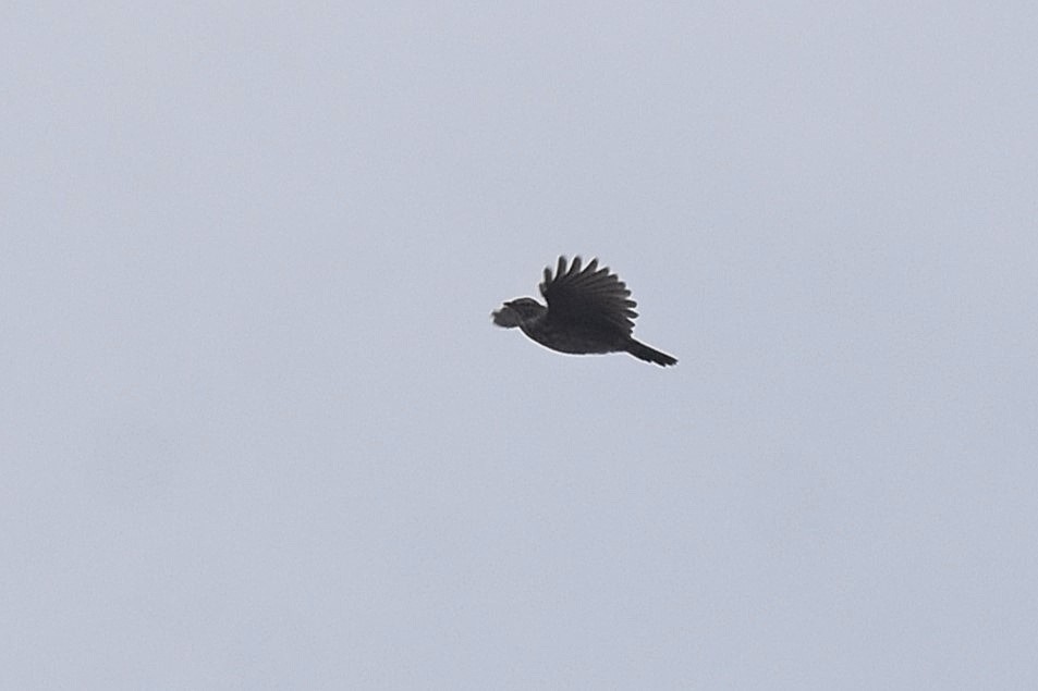 Karoo Lark - ML655511010