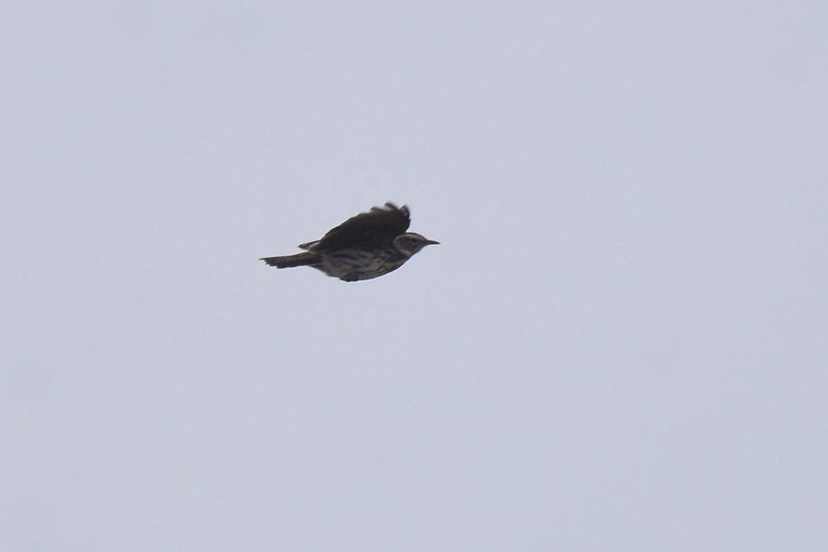 Karoo Lark - ML655511011