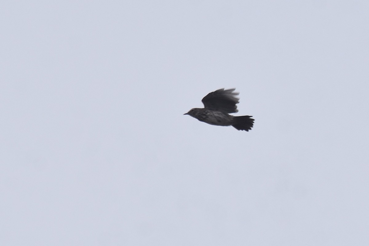 Karoo Lark - ML655511013