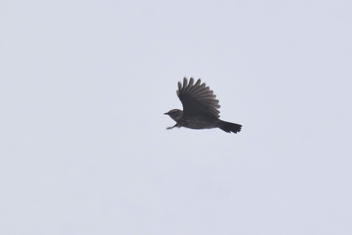 Karoo Lark - ML655511016